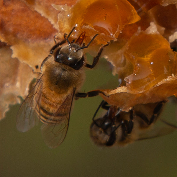 Minnesota Honey
