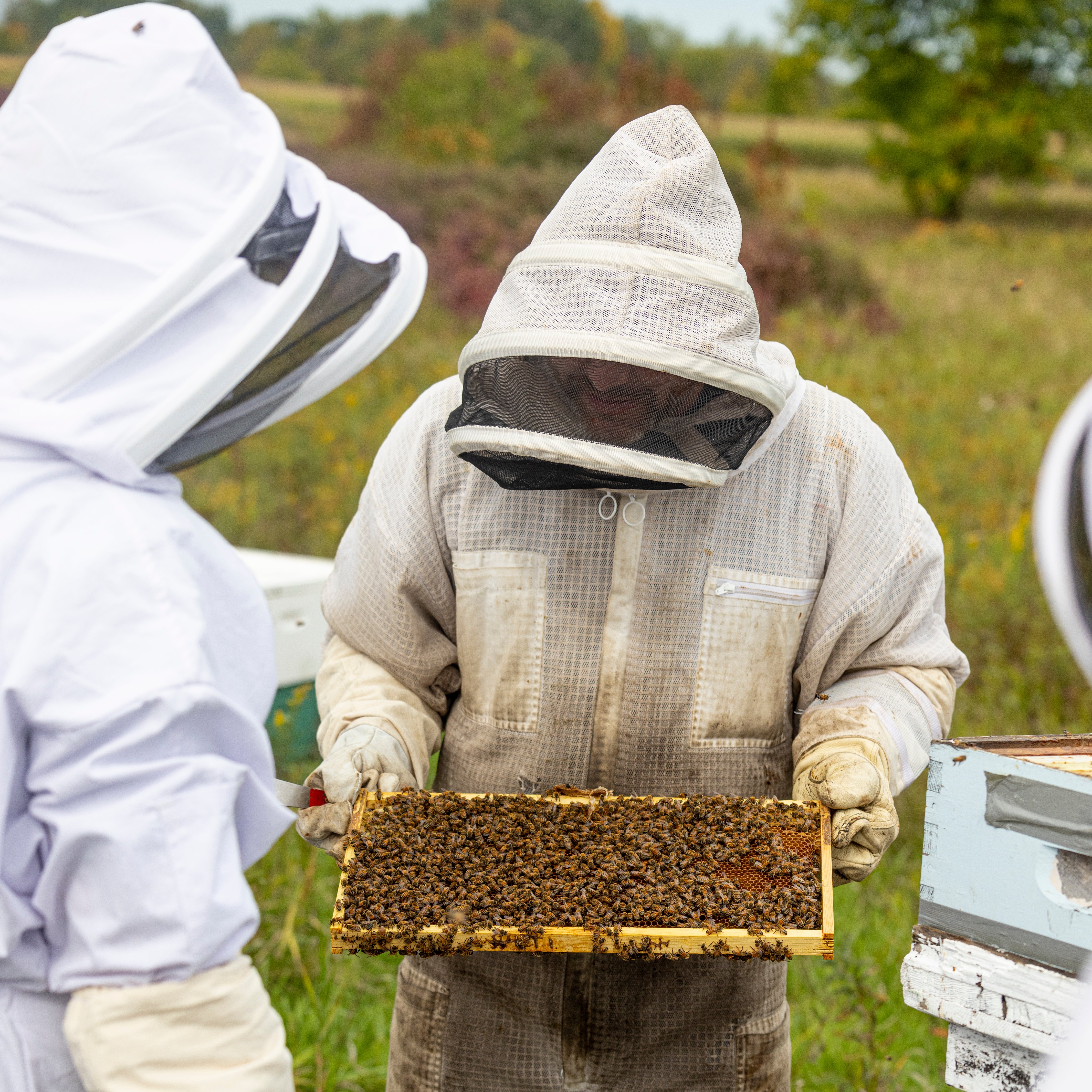 Beekeeper Mentorship (2 season package) – Bare Honey